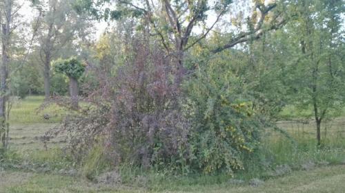 Area Verde Li Blachis